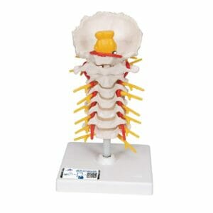 Cervical Human Spinal Column Model