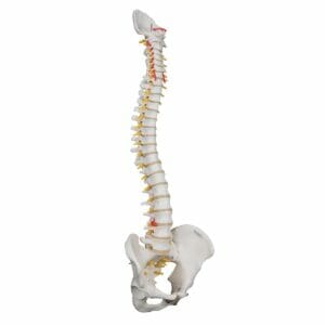 Highly Flexible Human Spine Model, Mounted on a Flexible Core