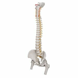Highly Flexible Human Spine Model, Mounted on a Flexible Core, with Femur Heads