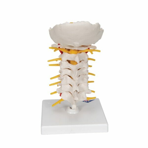 Cervical Human Spinal Column Model