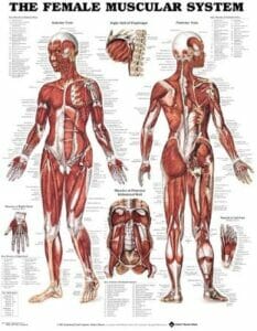 Female Muscular System Anatomical Chart