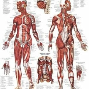 Female Muscular System Anatomical Chart - Heavy Paper