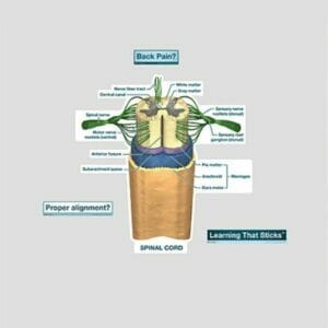 Spinal Cord Labeled Chart - Labeled Removable Wall Graphic