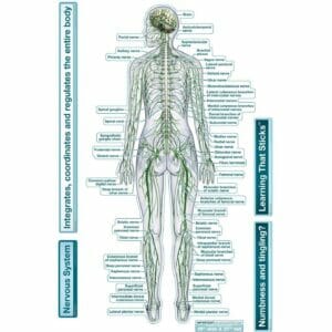 Nervous System (Rear View) - Labeled Removable Wall Graphic - Large (54" x 40")