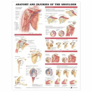 Anatomy and Injuries of the Shoulder Anatomical Chart - Flexible Lamination