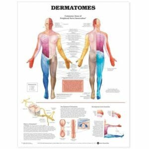 Dermatomes Anatomical Chart - Flexible Lamination
