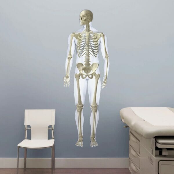 Skeletal System (Front) - Removable Wall Graphic