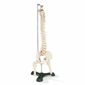 Desk-Size Spine Model