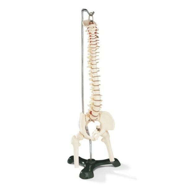 Desk-Size Spine Model