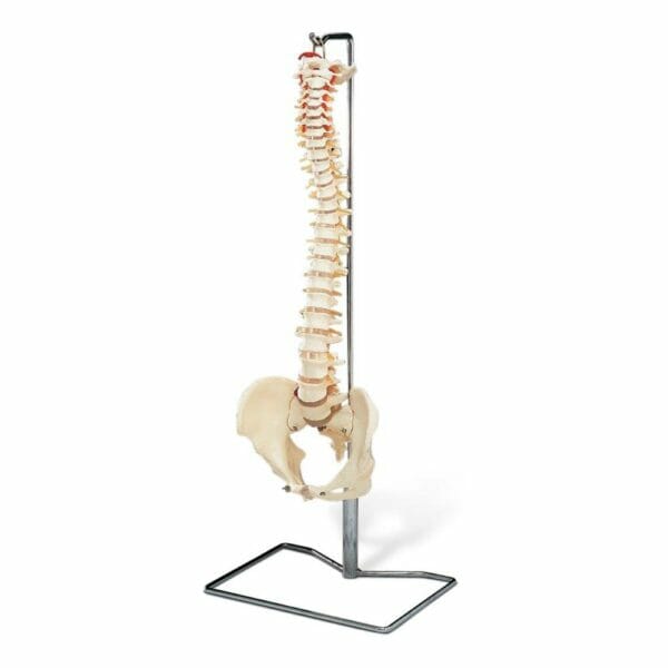 Flexible Spine Model with Stand