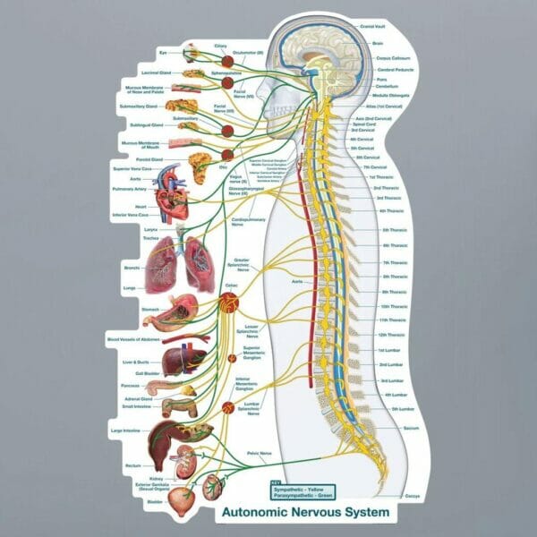 Autonomic Nervous System Lateral - Labeled Removable Wall Graphic