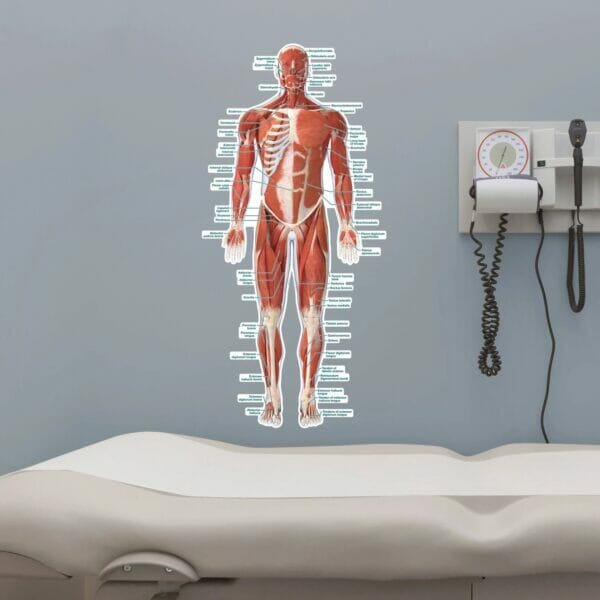 Muscular System (Front) - Labeled Removable Wall Graphic