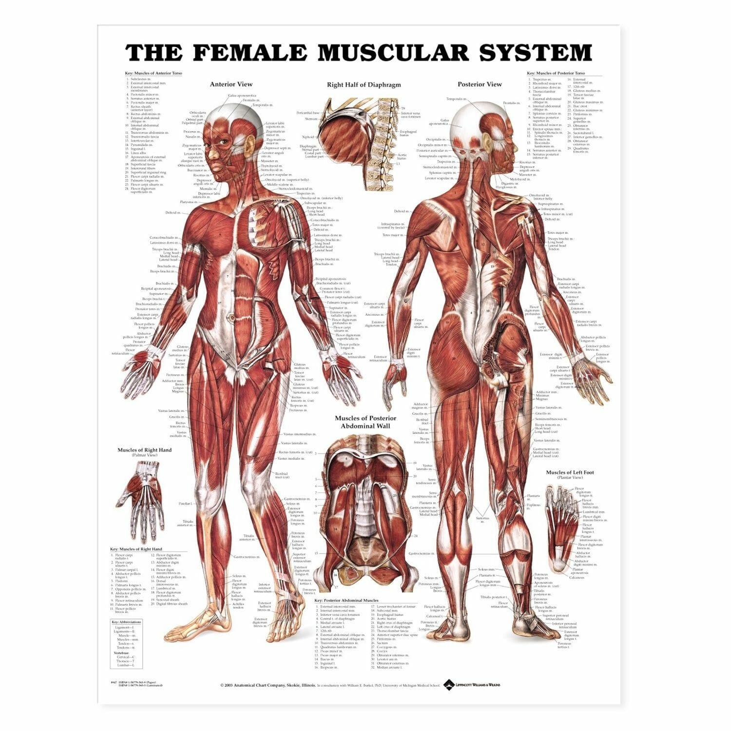 Анатомический плакат. Анатомия мышечной системы. Мышечная система человека анатомия. Мышцы человека женщины. Мышцы женщины анатомия.