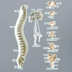 Spine Chart - Labeled Removable Wall Graphic