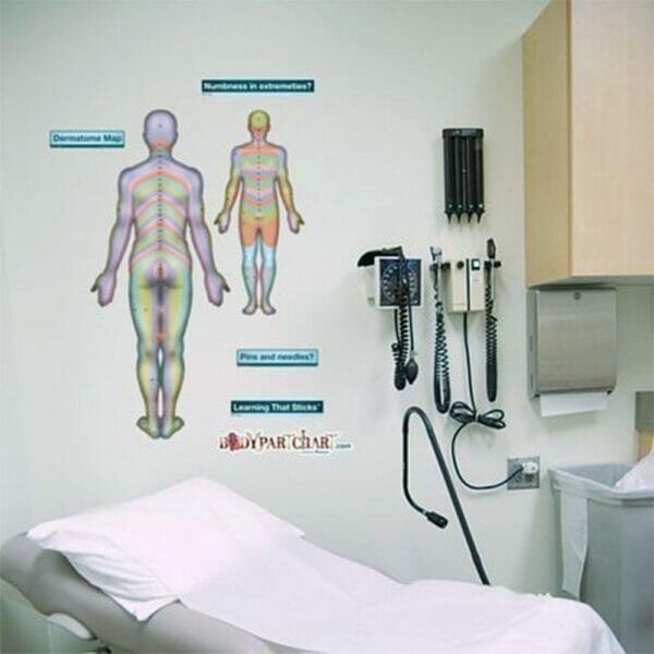 Dermatomes (Rear) - Removable Wall Graphic