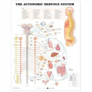 Autonomic Nervous System Anatomical Chart - Heavy Paper