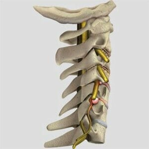 Lateral Cervical Spine - Removable Wall Graphic
