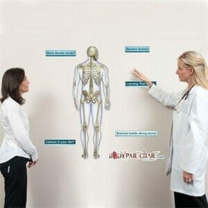 Skeletal System (Rear) - Removable Wall Graphic