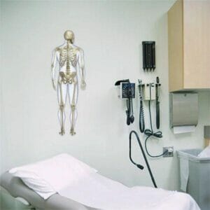 Skeletal System (Rear) - Removable Wall Graphic
