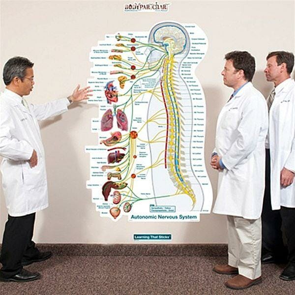 Autonomic Nervous System Lateral - Labeled Removable Wall Graphic