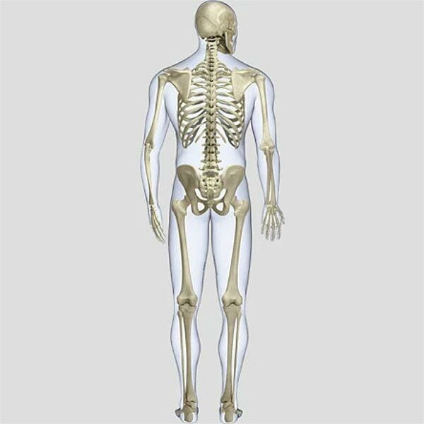 Skeletal System (Rear) - Removable Wall Graphic