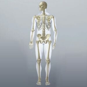 Skeletal System (Front) - Removable Wall Graphic