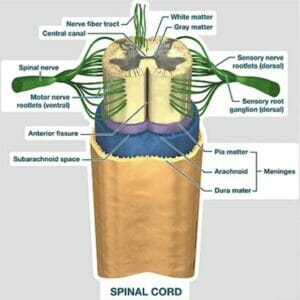 Spinal Cord Labeled Chart - Labeled Removable Wall Graphic