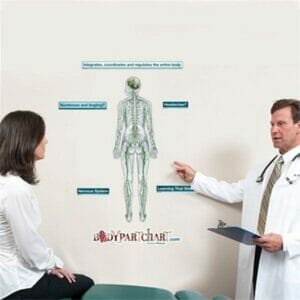 Nervous System - Removable Wall Graphic
