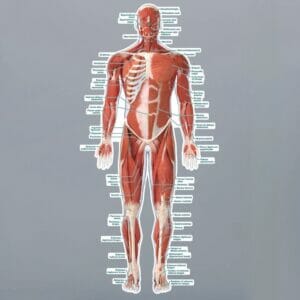 Muscular System (Front) - Labeled Removable Wall Graphic - Medium (54" x 40")