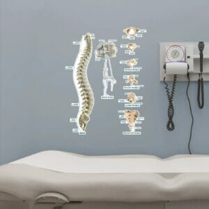 Spine Chart - Labeled Removable Wall Graphic