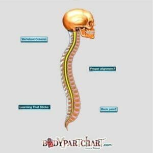 Vertebral Column - Removable Wall Graphic