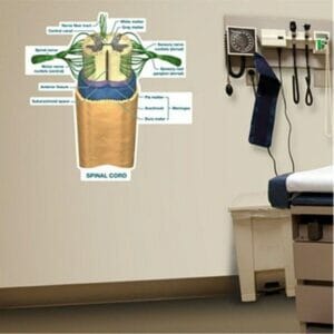 Spinal Cord Labeled Chart - Labeled Removable Wall Graphic