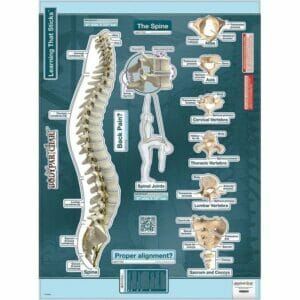Spine Chart - Labeled Removable Wall Graphic