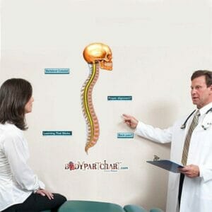 Vertebral Column - Removable Wall Graphic