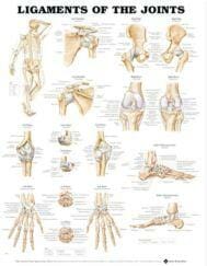 Ligaments of the Joints Anatomical Chart - Flexible Lamination