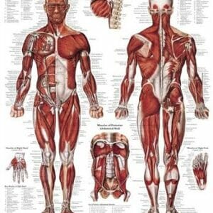 Muscular System - PL (Heavy Paper)