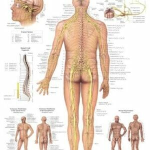 Spinal Nerves - Flexible Lamination