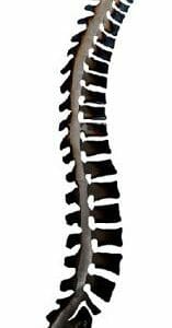 Spine Offset Wall Hanging