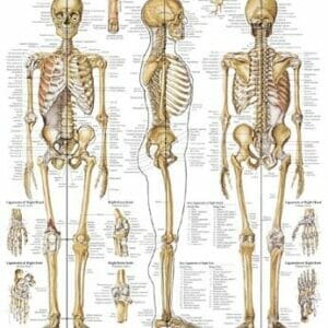 The Skeletal System - PL (Heavy Paper)