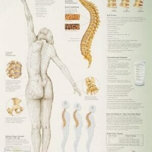 Understanding Osteoporosis - Flexible Lamination